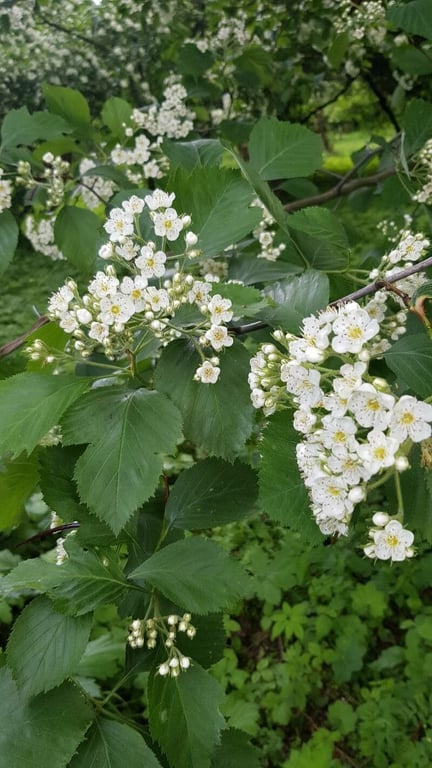 River hawthorn