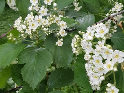 River hawthorn