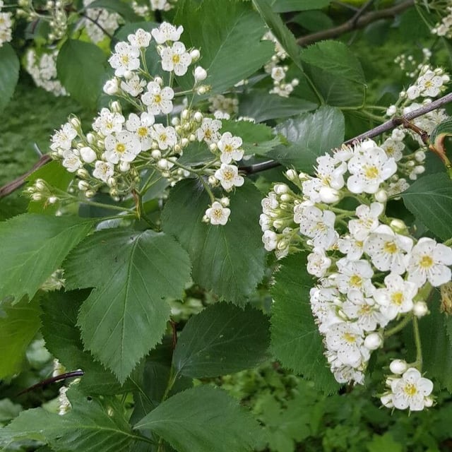 River hawthorn