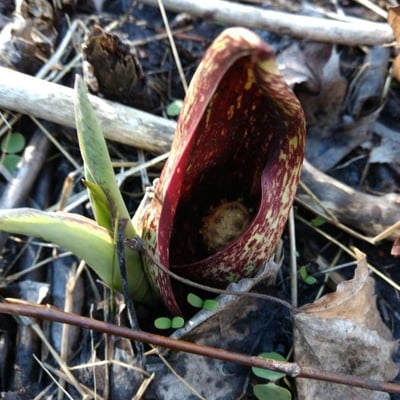 Symplocarpus foetidus — flower