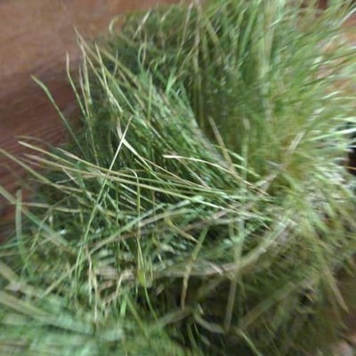 Agrostis mertensii — leaf