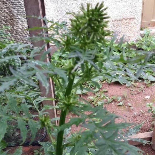 Erechtites valerianifolius — flower