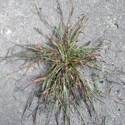 Digitaria ischaemum — leaf