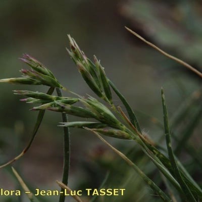 Schismus barbatus — flower