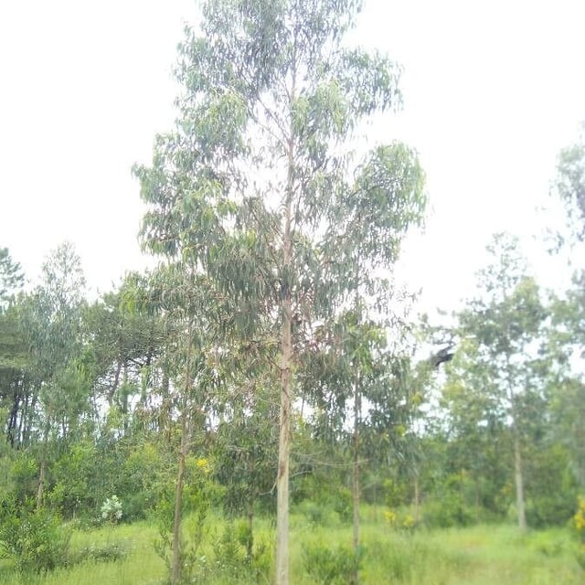 Eucalyptus dalrympleana — leaf