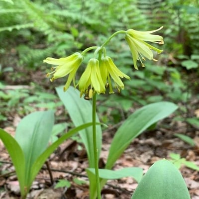 Clintonia borealis — flower