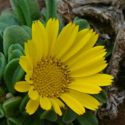 Pallenis maritima — flower