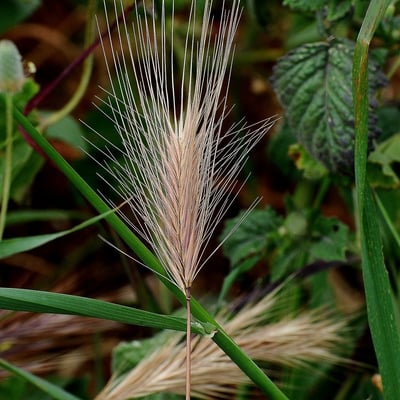 Hordeum jubatum — flower
