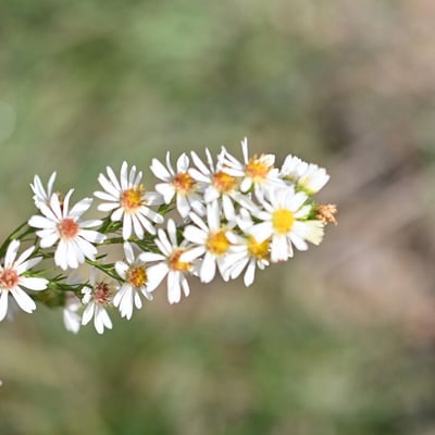 Symphyotrichum pilosum — flower