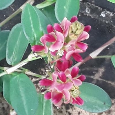 Alysicarpus vaginalis — flower