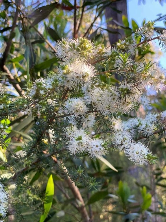 Tickbush