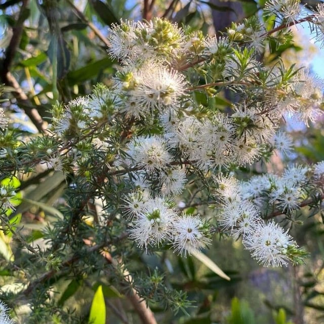 Kunzea ambigua — flower