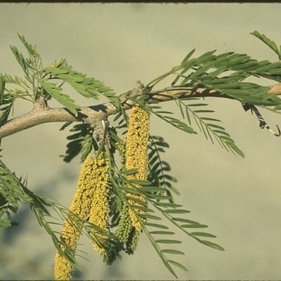 Prosopis glandulosa — flower