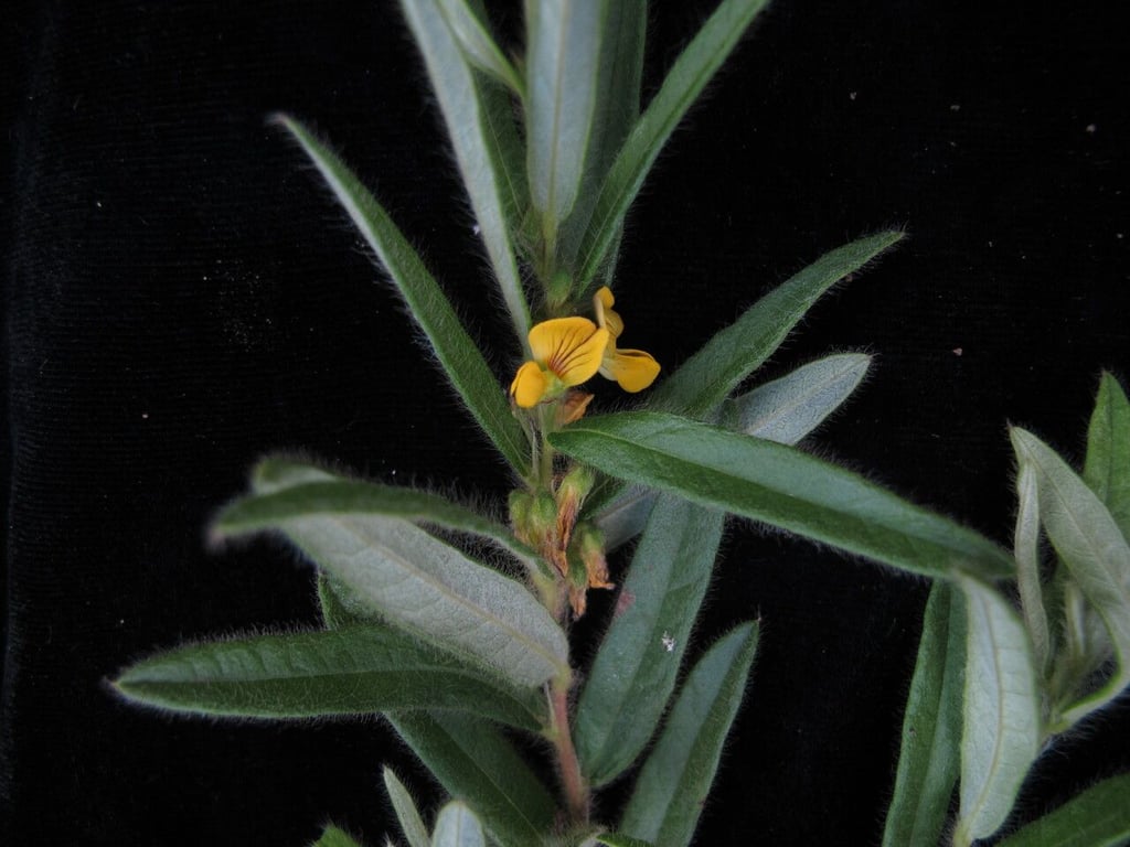 Eriosema chinense