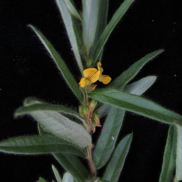 Eriosema chinense
