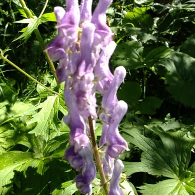 Aconitum septentrionale — flower