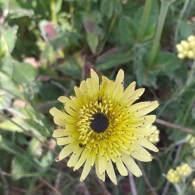 Tolpis barbata — flower