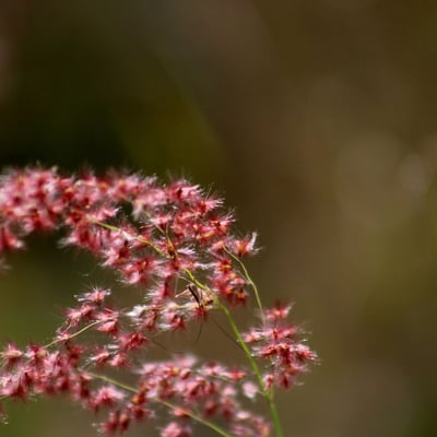 Melinis repens — flower