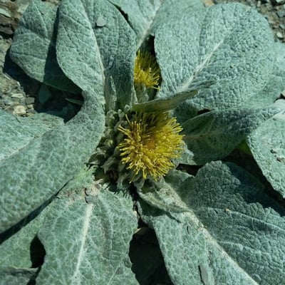 Berardia lanuginosa — flower