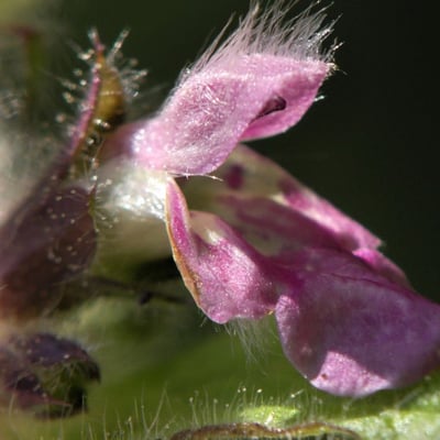 Stachys alpina — flower