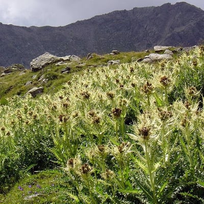 Cirsium spinosissimum — flower