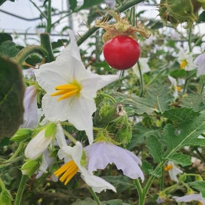 Solanum sisymbriifolium — flower