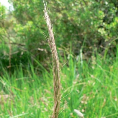 Gaudinia fragilis — flower