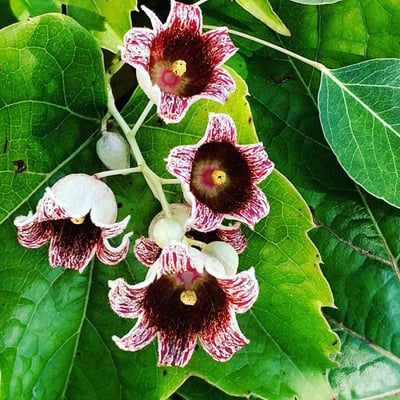 Brachychiton populneus — flower