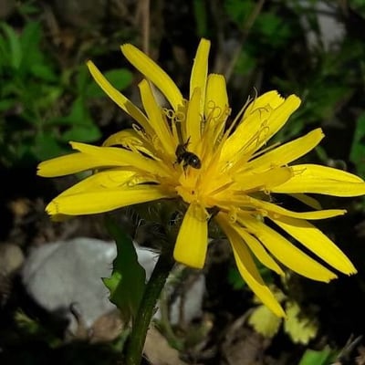Crepis pyrenaica — flower