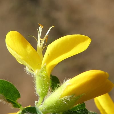 Genista monspessulana — flower