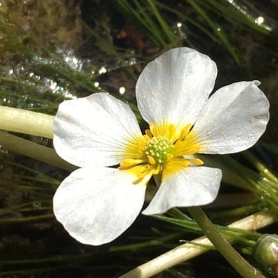 Ranunculus fluitans — flower