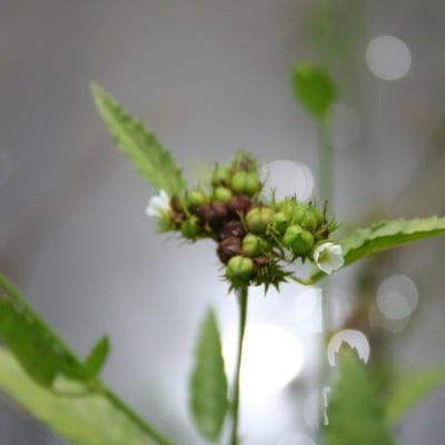 Melochia corchorifolia — flower