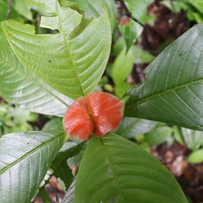 Palicourea tomentosa — flower