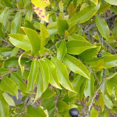 Prunus caroliniana — leaf