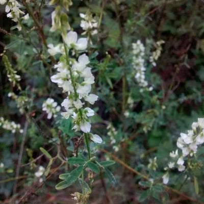 Melilotus albus — flower