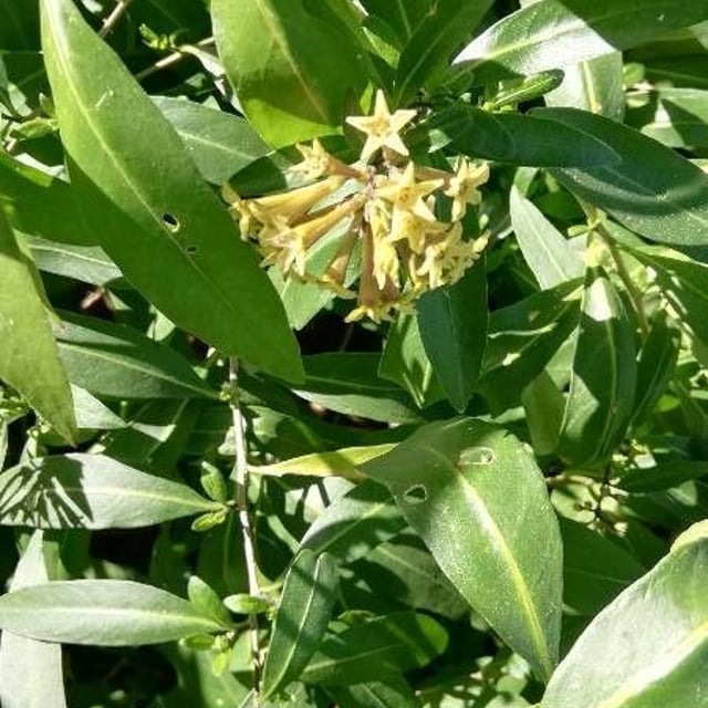 Cestrum parqui — flower