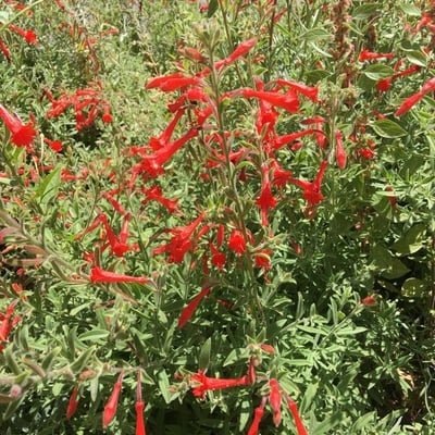 Salvia coccinea — flower
