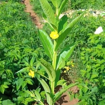 Corchorus olitorius — flower