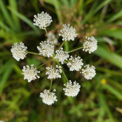 Oenanthe lachenalii — flower