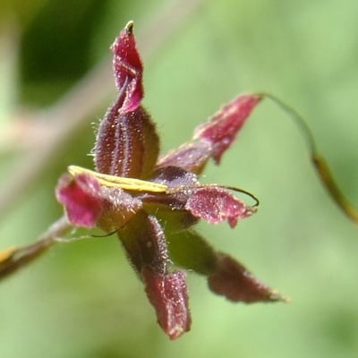 Thalictrum foetidum — flower