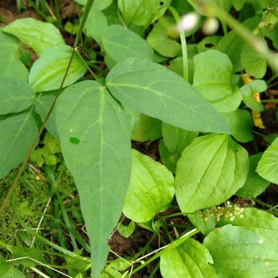 Hylodesmum podocarpum — leaf