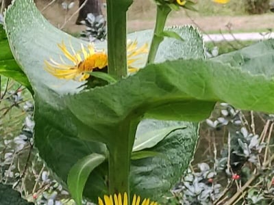 Indian elecampane
