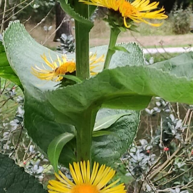 Indian elecampane
