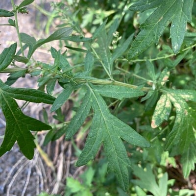 Artemisia princeps — leaf