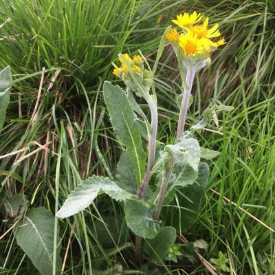 Tephroseris helenitis — flower