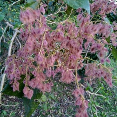 Heliocarpus americanus — flower