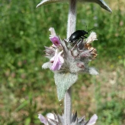 Stachys germanica — flower
