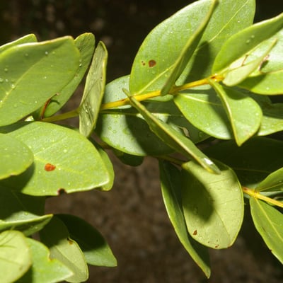 Psidium salutare — leaf