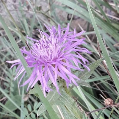 Centaurea nigra — flower