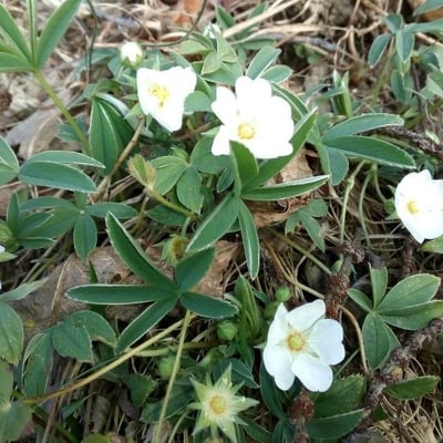 Potentilla alba — flower